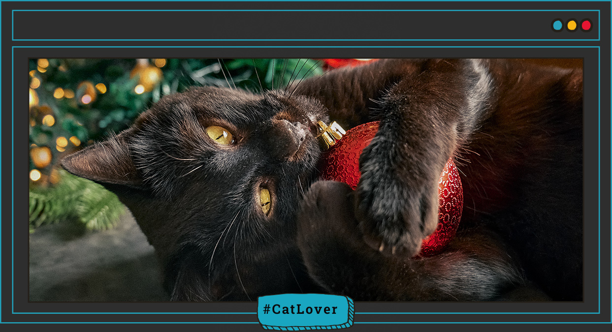 sustancias navideñas que pueden afectar a los gatos